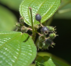 Angiospermae