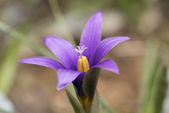 Romulea tempskyana