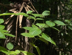 Angiospermae