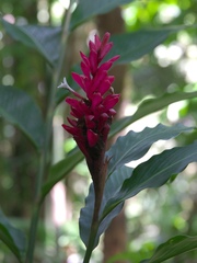Alpinia purpurata