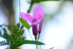 Rhabdadenia