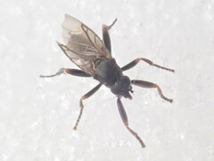 Triphleba trinervis