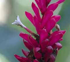 Alpinia purpurata