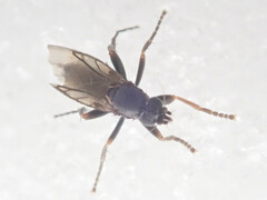 Triphleba trinervis