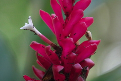Alpinia purpurata