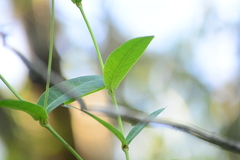Rhabdadenia