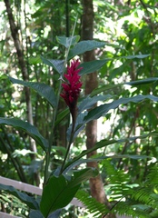 Alpinia purpurata