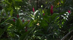Alpinia purpurata
