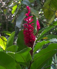 Alpinia purpurata