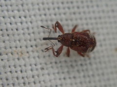 Anthonomus bituberculatus