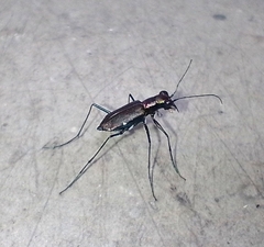 Odontocheila chrysis