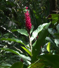 Alpinia purpurata