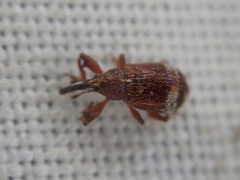 Anthonomus bituberculatus