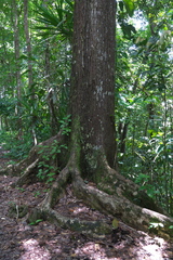 Angiospermae