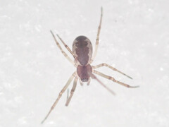 Neriene peltata