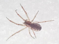 Neriene peltata