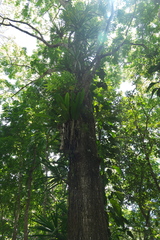 Angiospermae