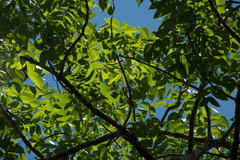 Angiospermae