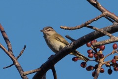 Vireo altiloquus