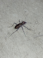 Odontocheila chrysis