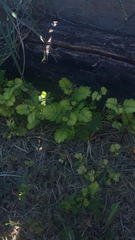 Phyllanthus urinaria