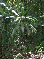 Angiospermae