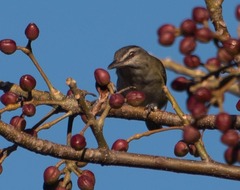 Vireo altiloquus