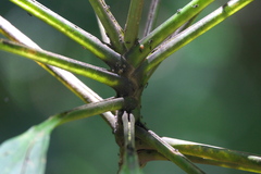Angiospermae