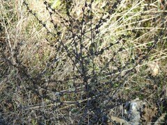 Verbascum sinaiticum