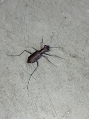 Odontocheila chrysis