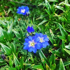Gentiana sedifolia
