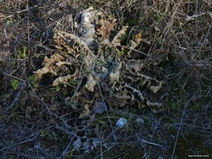 Verbascum sinaiticum