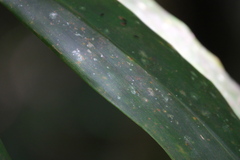 Angiospermae