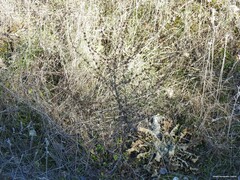 Verbascum sinaiticum