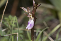 Anacamptis collina