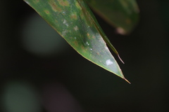 Angiospermae