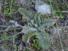 Verbascum sinaiticum