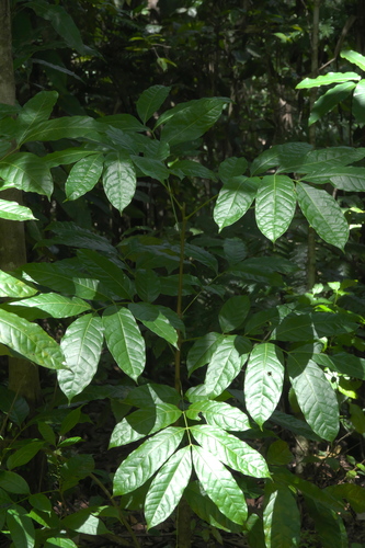 Pometia pinnata