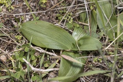 Anacamptis collina