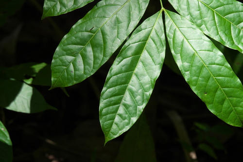 Pometia pinnata
