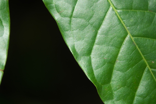 Pometia pinnata