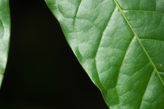 Angiospermae