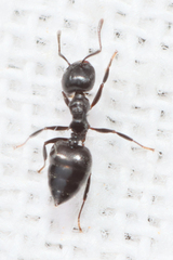 Crematogaster
