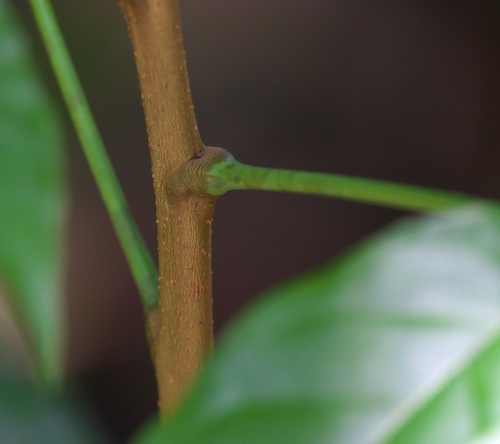 Pometia pinnata