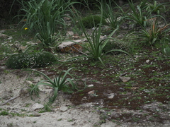 Bellium bellidioides