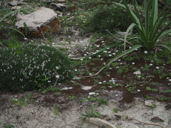 Bellium bellidioides