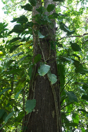 Rhaphidophora spuria observed 2023-01-30