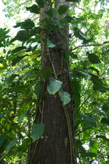 Angiospermae