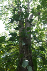 Angiospermae