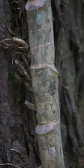 Angiospermae